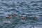 Harlequin ducks Histrionicus histrionicus flock swimming on the sea surface. Group of wild ducks in natural habitat.