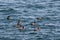 Harlequin ducks Histrionicus histrionicus flock swimming on the sea surface. Group of wild ducks in natural habitat.