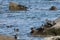 Harlequin ducks Histrionicus histrionicus flock swimming in sea water and sitting on coastal rocks. Group of wild ducks in natur