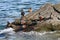 Harlequin ducks Histrionicus histrionicus sitting on coastal rocks closeup. Group of wild ducks in natural habitat.
