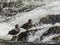 Harlequin Ducks LeHardy Rapids Yellowstone Park river