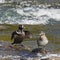 Harlequin Ducks mating ritual at LeHardy Rapids