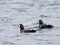 Harlequin Ducks on the Water