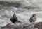 Harlequin Ducks in the Yellowstone River