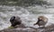 Harlequin Ducks in the Yellowstone River Wyoming