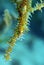 Harlequin Ghost Pipefish