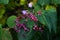 Harlequin glory bower (Clerodendrum trichotomum ) berries. Lamiaceae deciduous shrub.