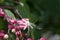 Harlequin glory-bower Clerodendrum trichotomum, close-up of flower