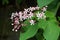 Harlequin glory bower flowers