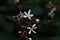 Harlequin glory bower flowers and berries.