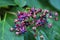 Harlequin glory bower flowers and berries.