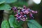 Harlequin glory bower flowers and berries.