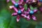 Harlequin glory bower flowers and berries.