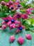 Harlequin Glorybower Clerodendrum trichotomum flowers