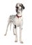 Harlequin Great Dane (3 years old)