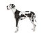 Harlequin Great Dane (4 years)