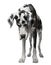 Harlequin Great Dane, 5 years old, standing