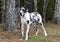 Harlequin Great Dane dog
