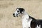 Harlequin Great Dane dog standing in field