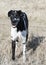 Harlequin Great Dane Dog standing in field