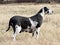 Harlequin Great Dane female dog standing in field