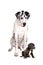 Harlequin Great Dane and pup