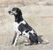 Harlequin Great Dane sitting