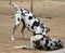 Harlequin Great Danes playing