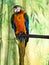 Harlequin hybrid macaw on a perch.