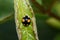 A Harlequin Lady beetle sleeping in a curled leaf