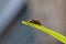 Harlequin Ladybird. The Caped Invader Ladybug / Ladybird - Image