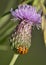 Harlequin Ladybird on Creeping Thistle