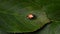 Harlequin ladybird larva shedding outer skin to begin pupa phase