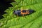 Harlequin Ladybird larvae - Harmonia axyridis, Worcestershire, England