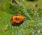 Harlequin Ladybird Pupa