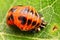 Harlequin ladybird pupa - Very sharp and detailed image