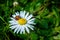 Harlequin ladybird sitting on a daisy flower surrounded by green grass and leaves, a non-native invasive species