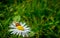 Harlequin ladybird sitting on a daisy flower surrounded by green grass and leaves, a non-native invasive species