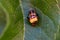 Harlequin ladybug beetle, Harmonia axyridis, emerging from pupa stage