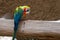 Harlequin Macaw close up on log showing off beautiful vibrant colors. Hybrid species