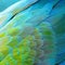 Harlequin Macaw feathers