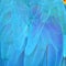 Harlequin Macaw feathers