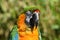 Harlequin Macaw Parrot Close Up