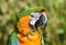 Harlequin Macaw Parrot Close Up