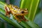 Harlequin poison dart frog