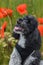 Harlequin poodle outside in a poppy field