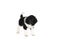 Harlequin Poodle puppy with black and white fur standing isolated on a white background