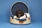 Harlequin Poodle puppy with brown and white fur lying in a round suitcase with a blue background