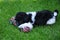 Harlequin poodle puppy and his toy