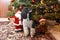 Harlequin poodle and Santa sitting by christmas tree